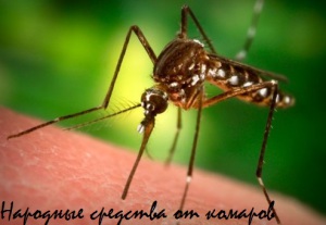 народные средства от комаров
