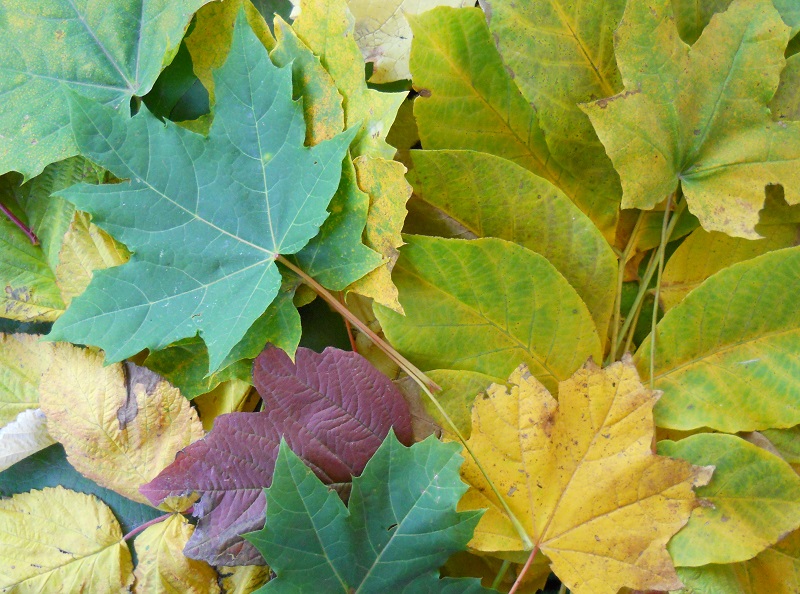 поделки из осенних листьев